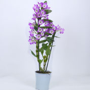 Dendrobium Orqudea - Malva